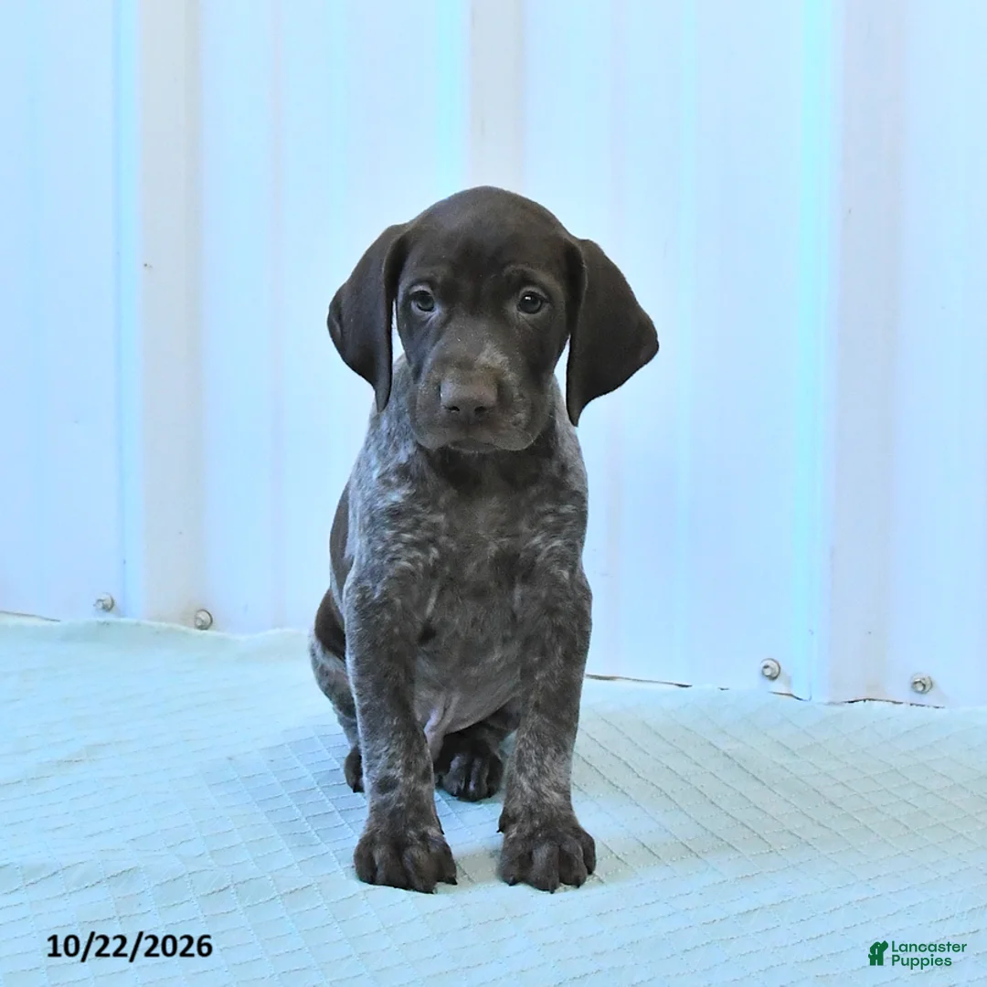 German Shorthaired Pointer dogs for sale: Captian - Ad 1