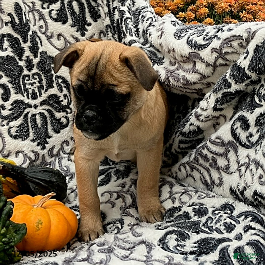 Jug dogs for sale: Maple   - Ad 3