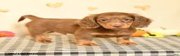 Miniature Dachshund dogs for sale: Maddox - Ad 3