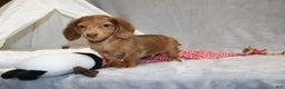 Miniature Dachshund dogs for sale: Archie  - Ad 12