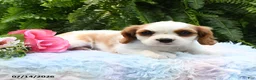 Cavalier King Charles Spaniel dogs for sale: Jewel - Ad 4