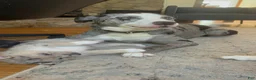 Mixed Breed dogs for sale: Mixed Breed 2 - Ad 5