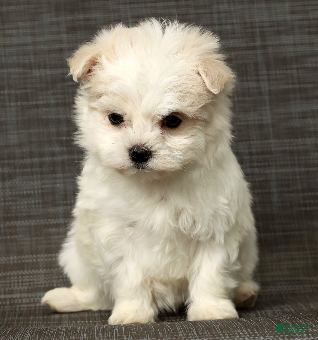 Maltese dogs for sale: Betsy - Ad 9