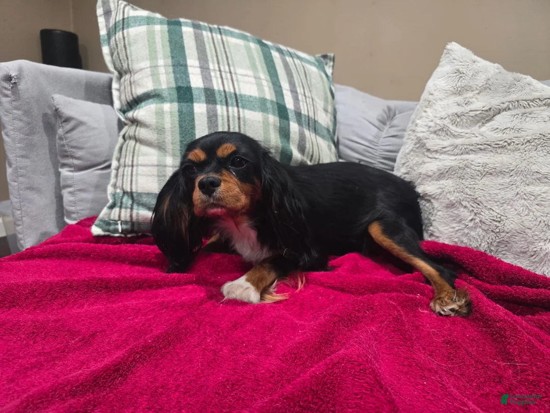 Cavalier King Charles Spaniel dogs for sale: Cavalier King Charles Spaniel  - Ad 4