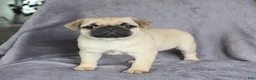 Pug dogs for sale: Lucky - Ad 1