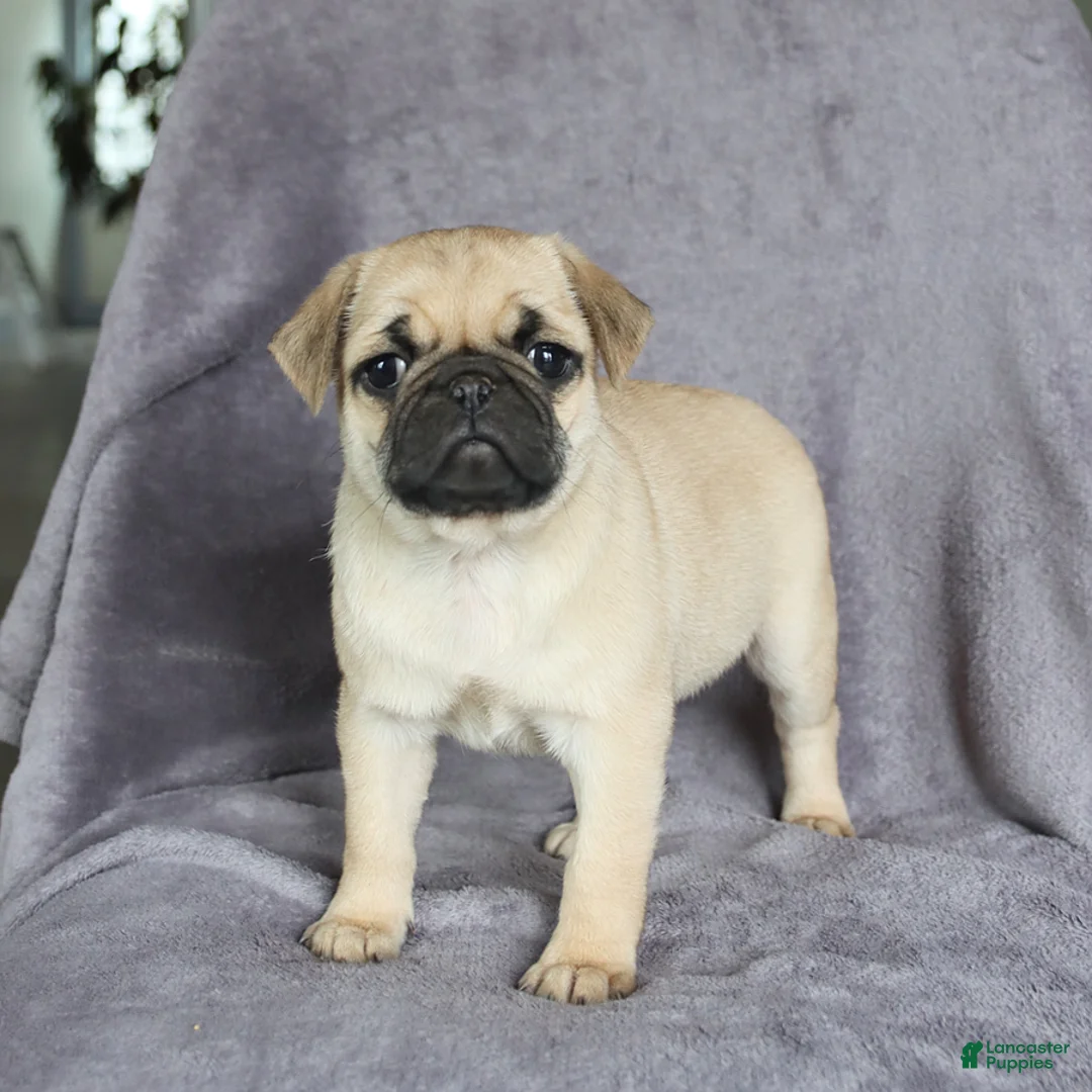 Pug dogs for sale: Lucky - Ad 1