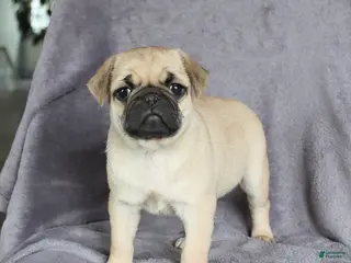Pug dogs for sale: Lucky - Ad 3