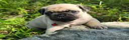 Pug dogs for sale: Moe - Ad 32
