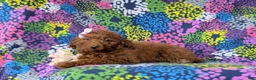 Mini Goldendoodle dogs for sale: Stella 10 lbs full grown - Ad 5