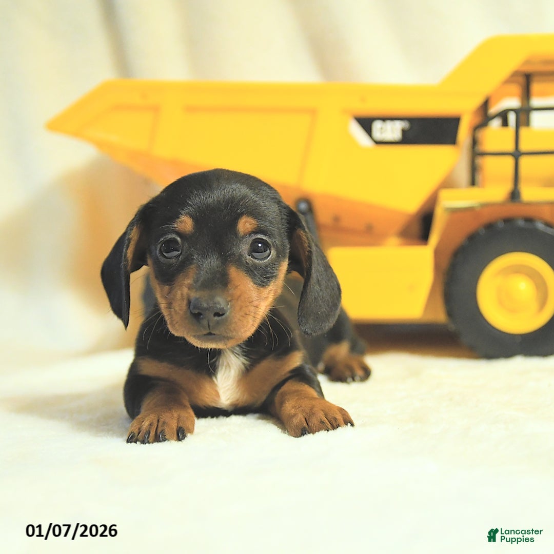 Miniature Dachshund dogs for sale: Dainty - Ad 3