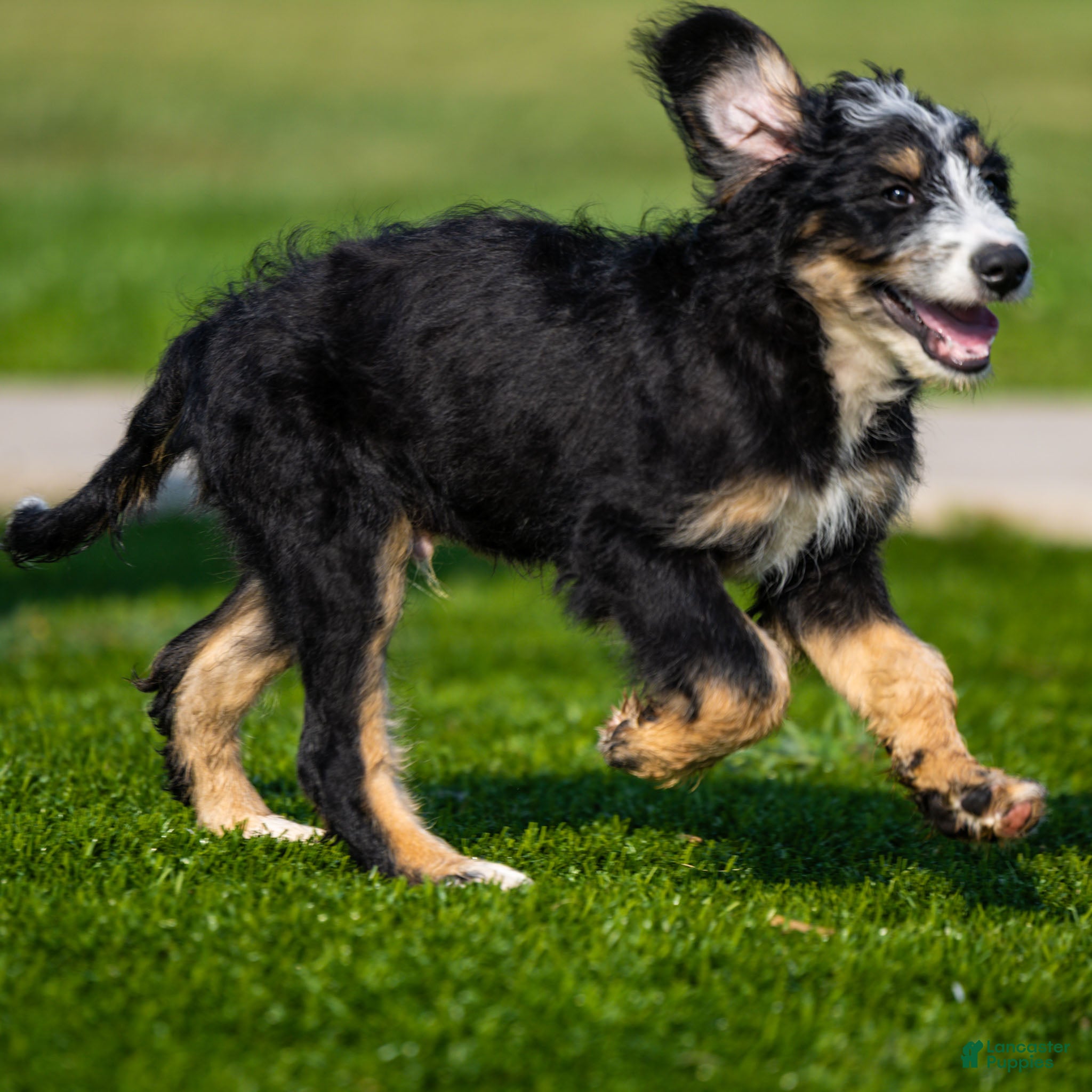 Bernedoodle dogs Hayes Bernedoodle Puppy  - Ad 2