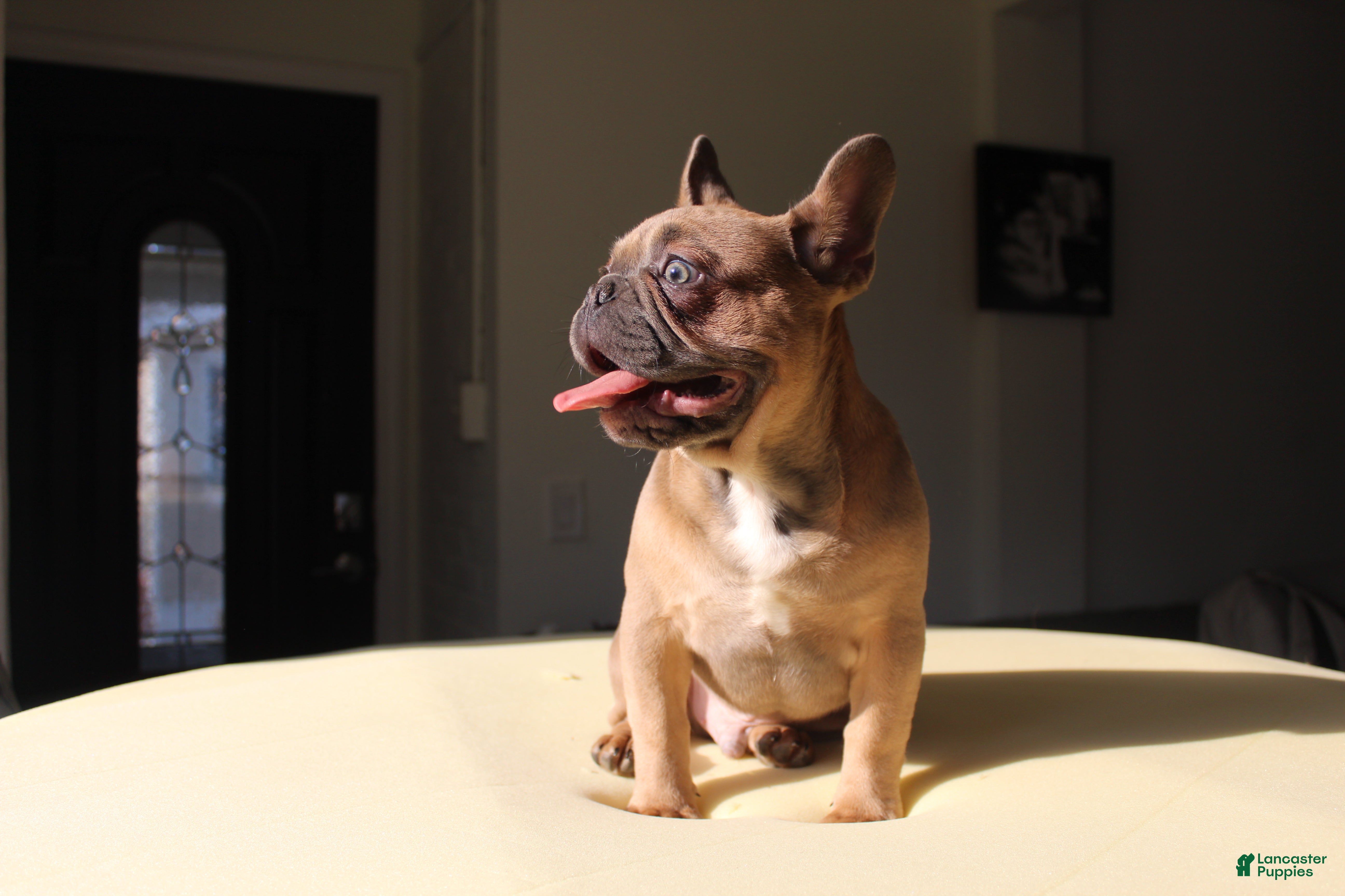 French Bulldog dogs Toro - Ad 1