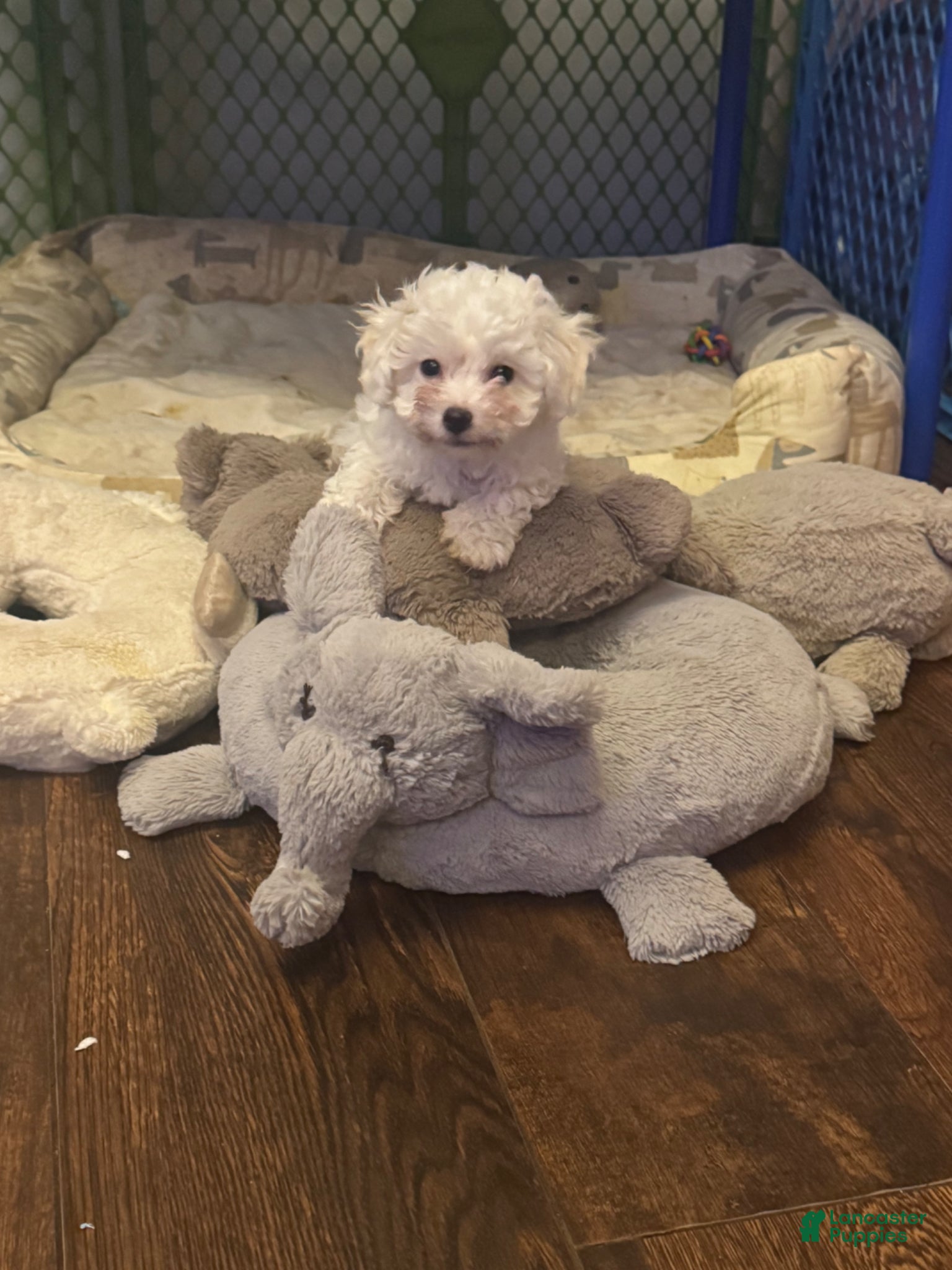 Bichon Frise dogs Bichon Frise Puppy 2 - Ad 1