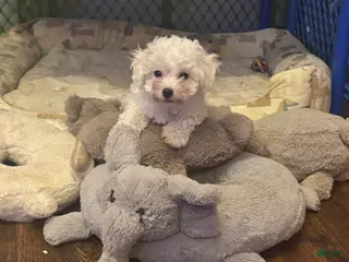 Bichon Frise dogs for sale: Bichon Frise Puppy 2 - Ad 2