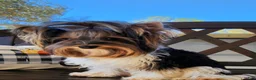 Biewer Terrier dogs for sale: Harley  - Ad 6