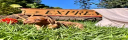 Dachshund dogs for sale: Bella❤️ACA Registered🐾 - Ad 2