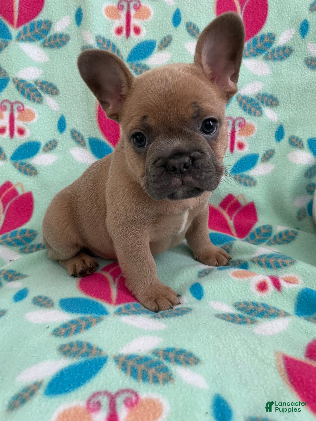 French Bulldog dogs for sale:  Puppy 4 - Ad 2