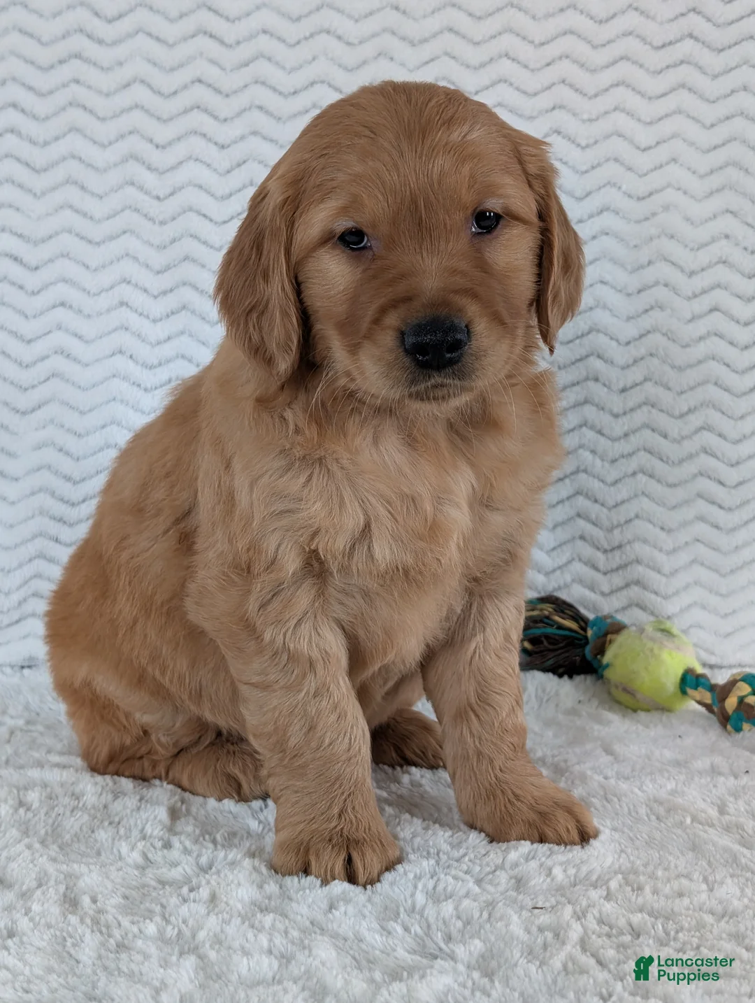 Golden Retriever dogs for sale: Brady - Ad 16
