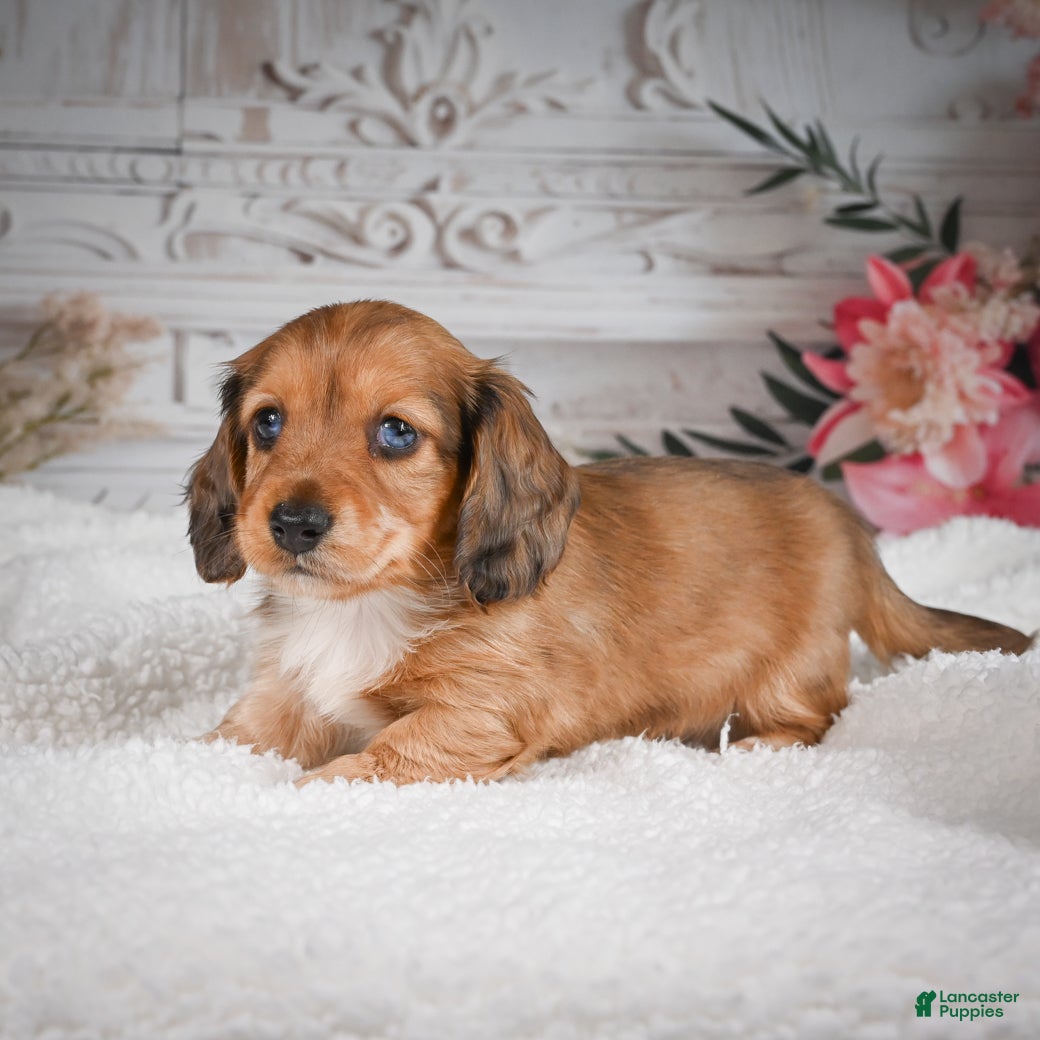 Miniature Dachshund dogs for sale: AKC-Brodie - Ad 4