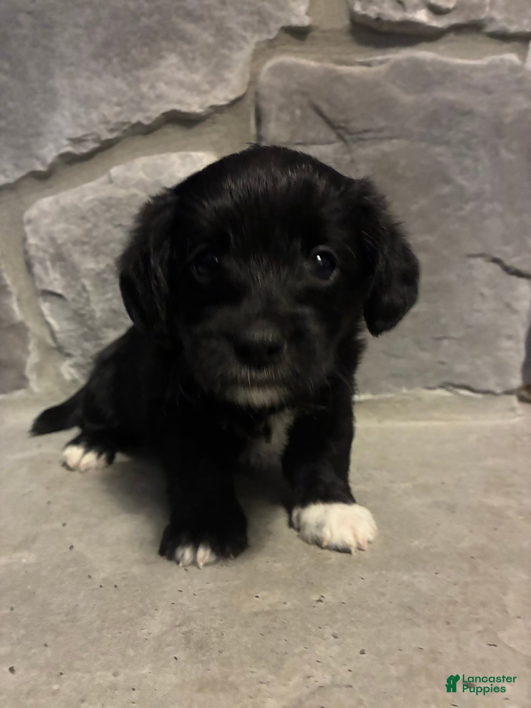 Corgipoo dogs for sale: Pascal Corgipoo - Ad 5