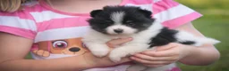 Pomeranian dogs for sale: Persephone Pomeranian  - Ad 8