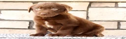 Labrador Retriever dogs for sale: Ricky - Ad 7