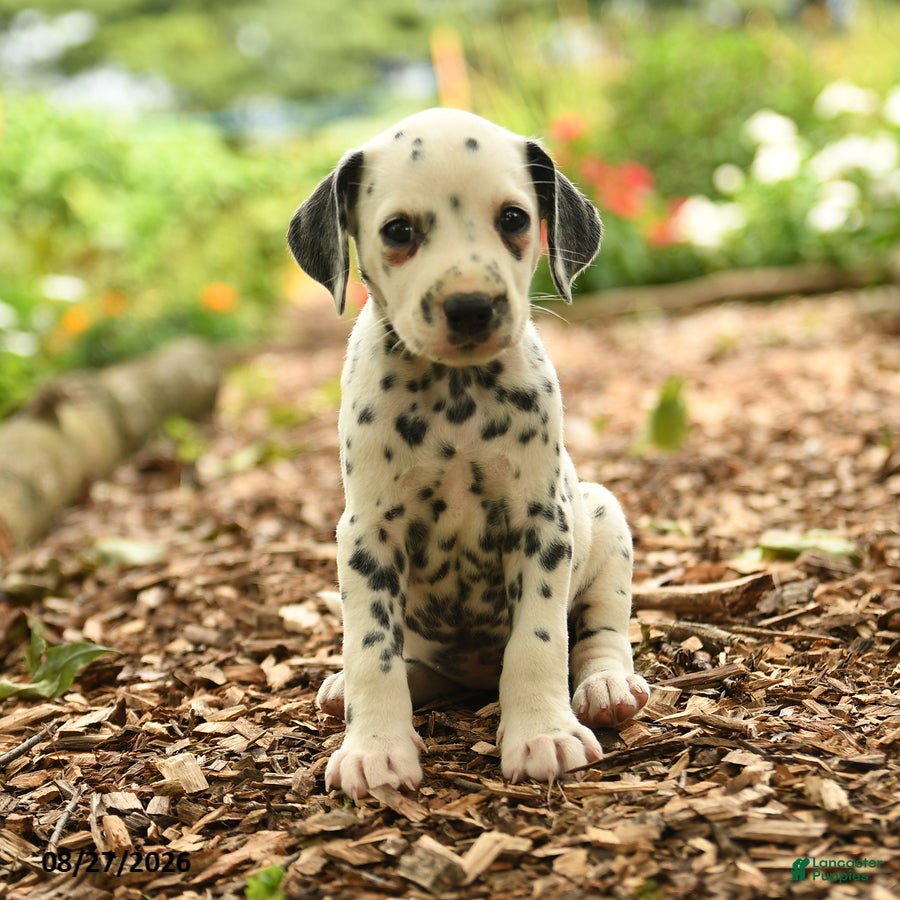 Dalmatian dogs Oreo - Ad 1
