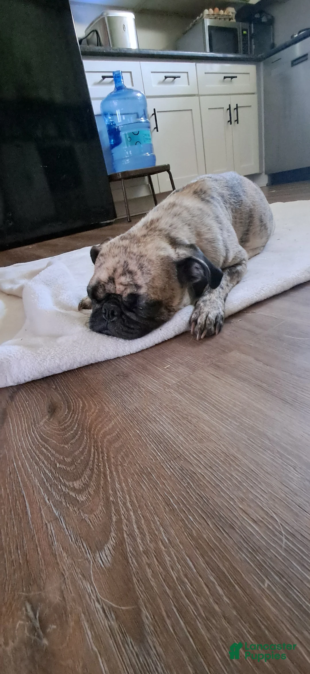 Pug dogs for sale: Pug 2 - Ad 2