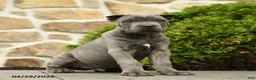 Cane Corso dogs for sale: Hector - Ad 1