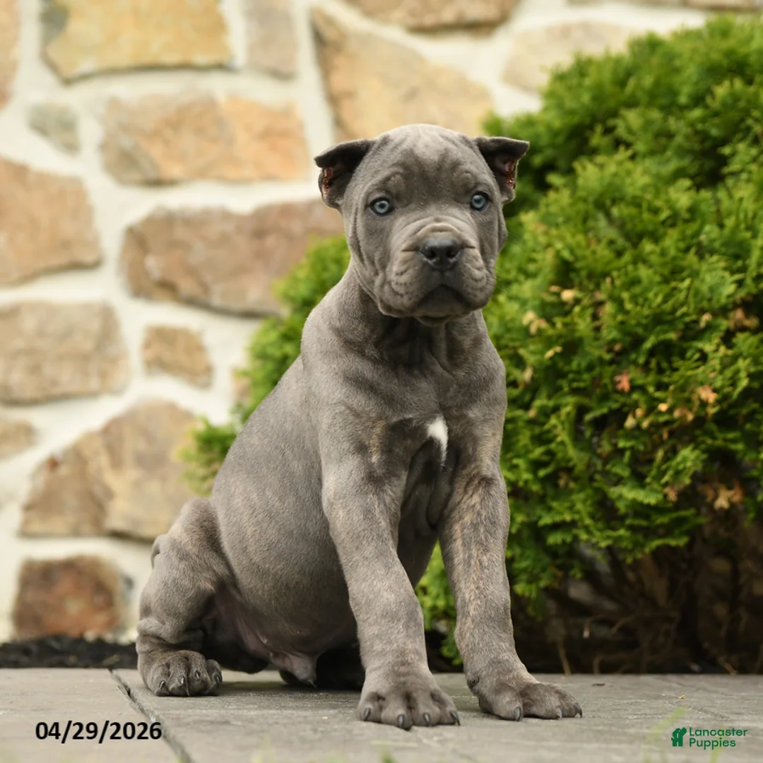 Cane Corso dogs for sale: Hector - Ad 1