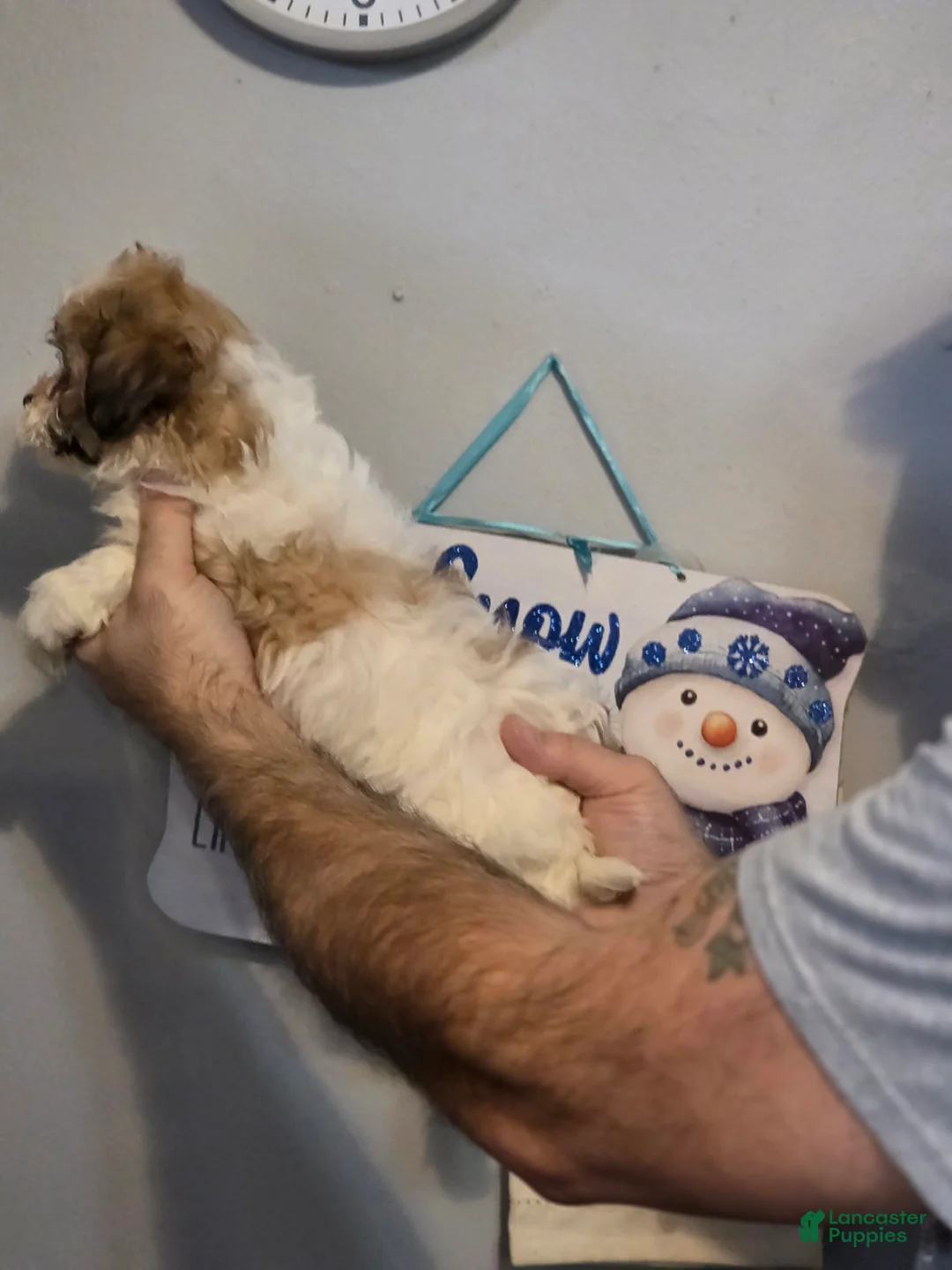 Teddy Bear dogs for sale: Teddy  - Ad 2