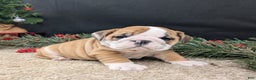 English Bulldog dogs for sale: Fudge  - Ad 5