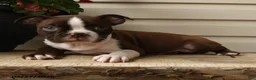 Boston Terrier dogs for sale: Daisy - Ad 3