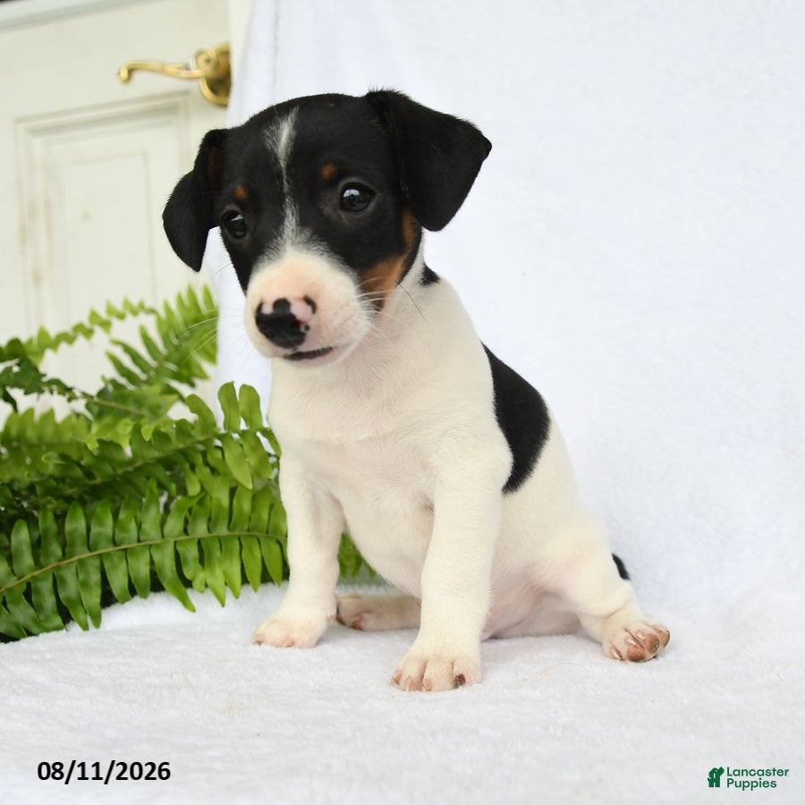 Jack Russell Terrier dogs Hamilton - Ad 2