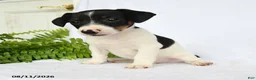 Jack Russell Terrier dogs for sale: Hamilton - Ad 2