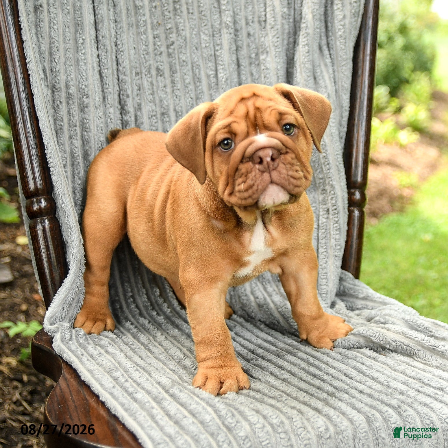 English Bulldog dogs for sale: Willow - Ad 3