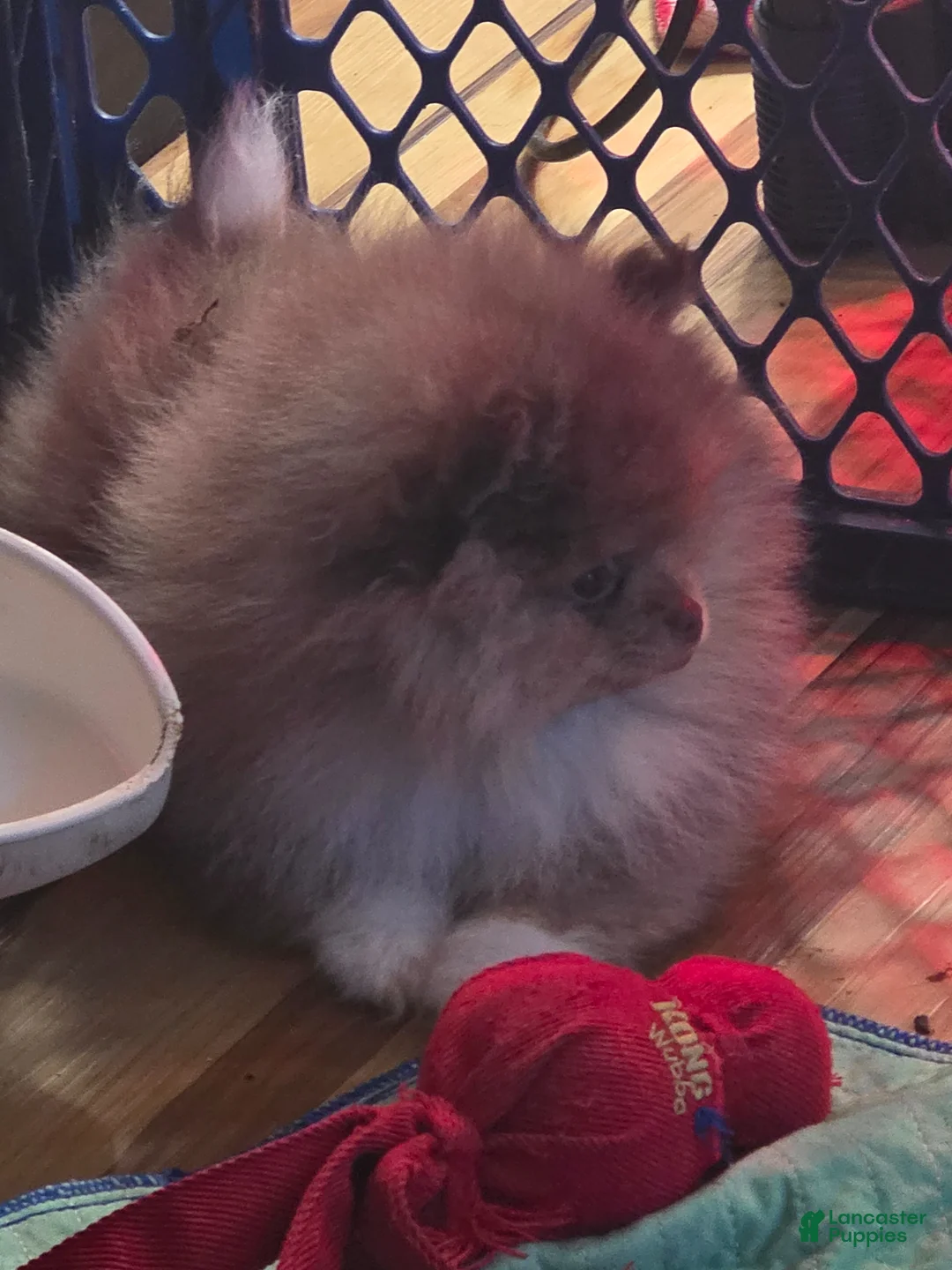 Pomeranian dogs for sale: Pomeranian Puppy 1 - Ad 5