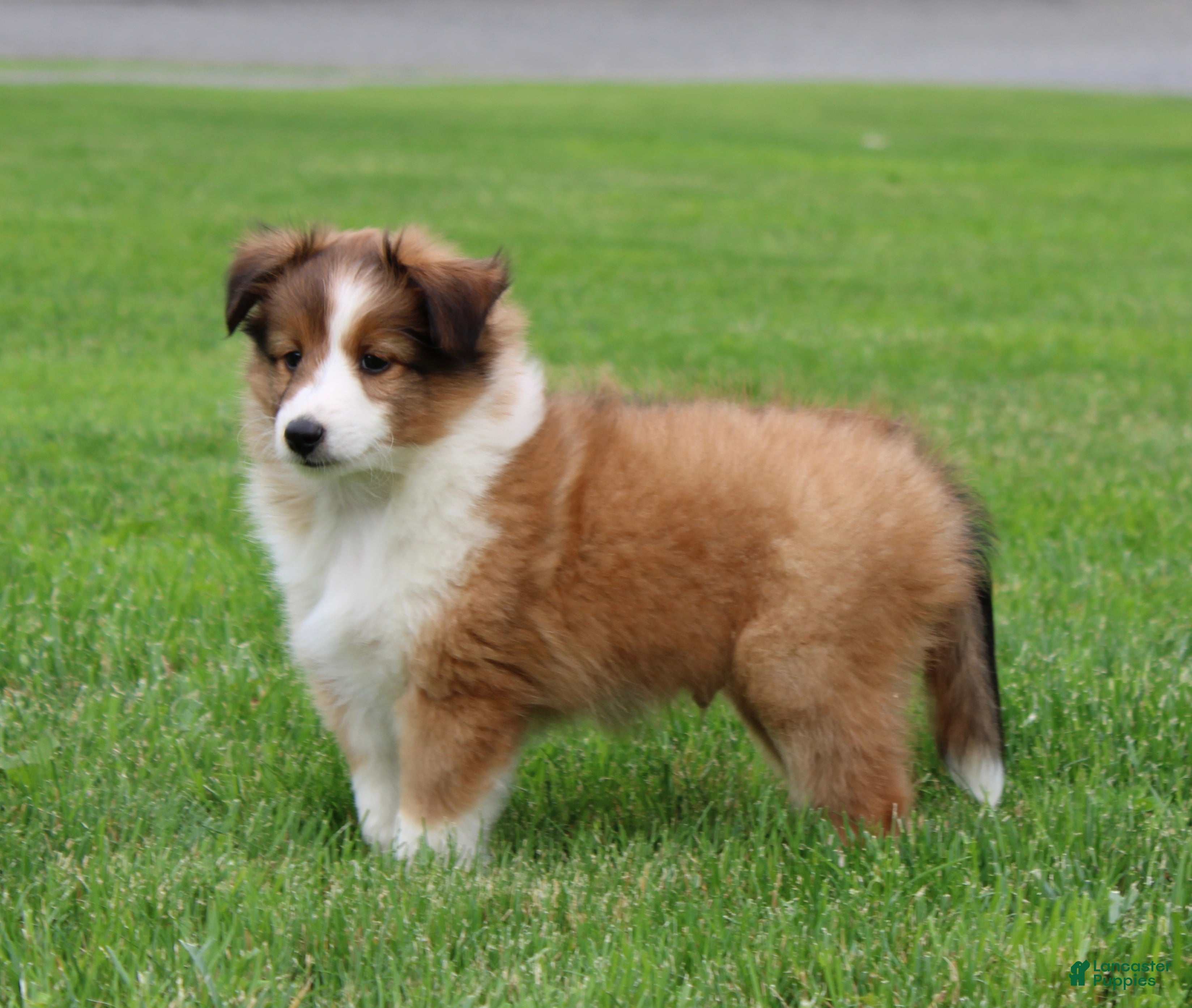 Shetland Sheepdog dogs Bruno Shetland Sheepdog Puppy  - Ad 1