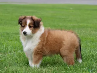 Shetland Sheepdog dogs for sale: Bruno Shetland Sheepdog Puppy - Ad 3