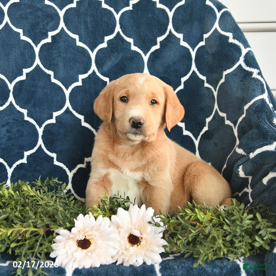 Labradoodle dogs Darcy  - Ad 2