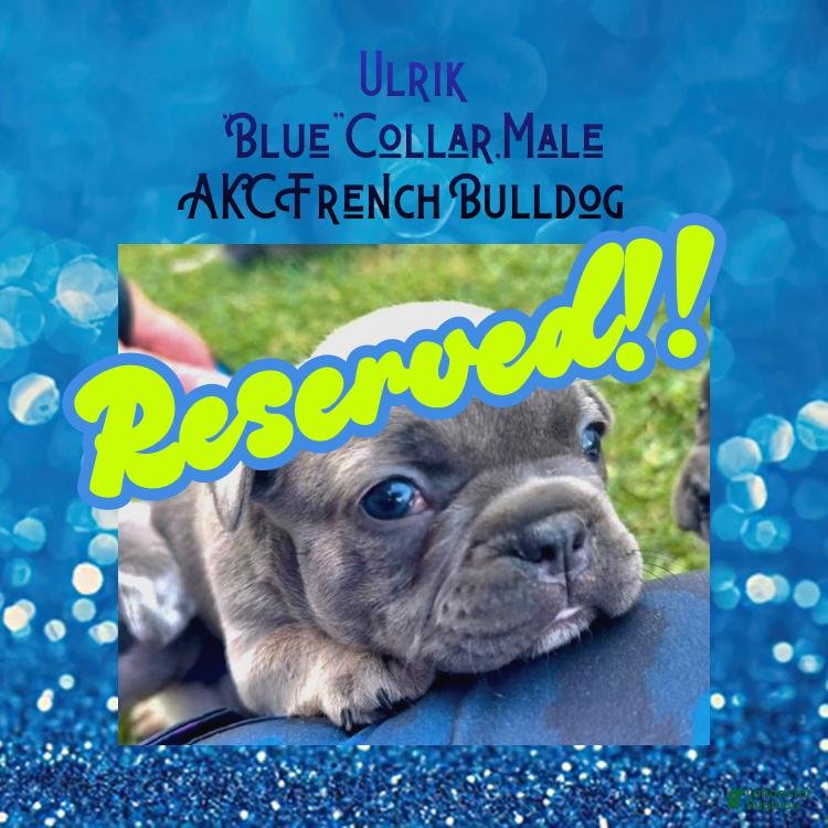 French Bulldog dogs Ulrik”Blue“Collar, Male - Ad 32