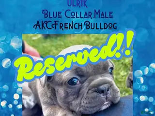 French Bulldog dogs Ulrik”Blue“Collar, Male - Ad 32