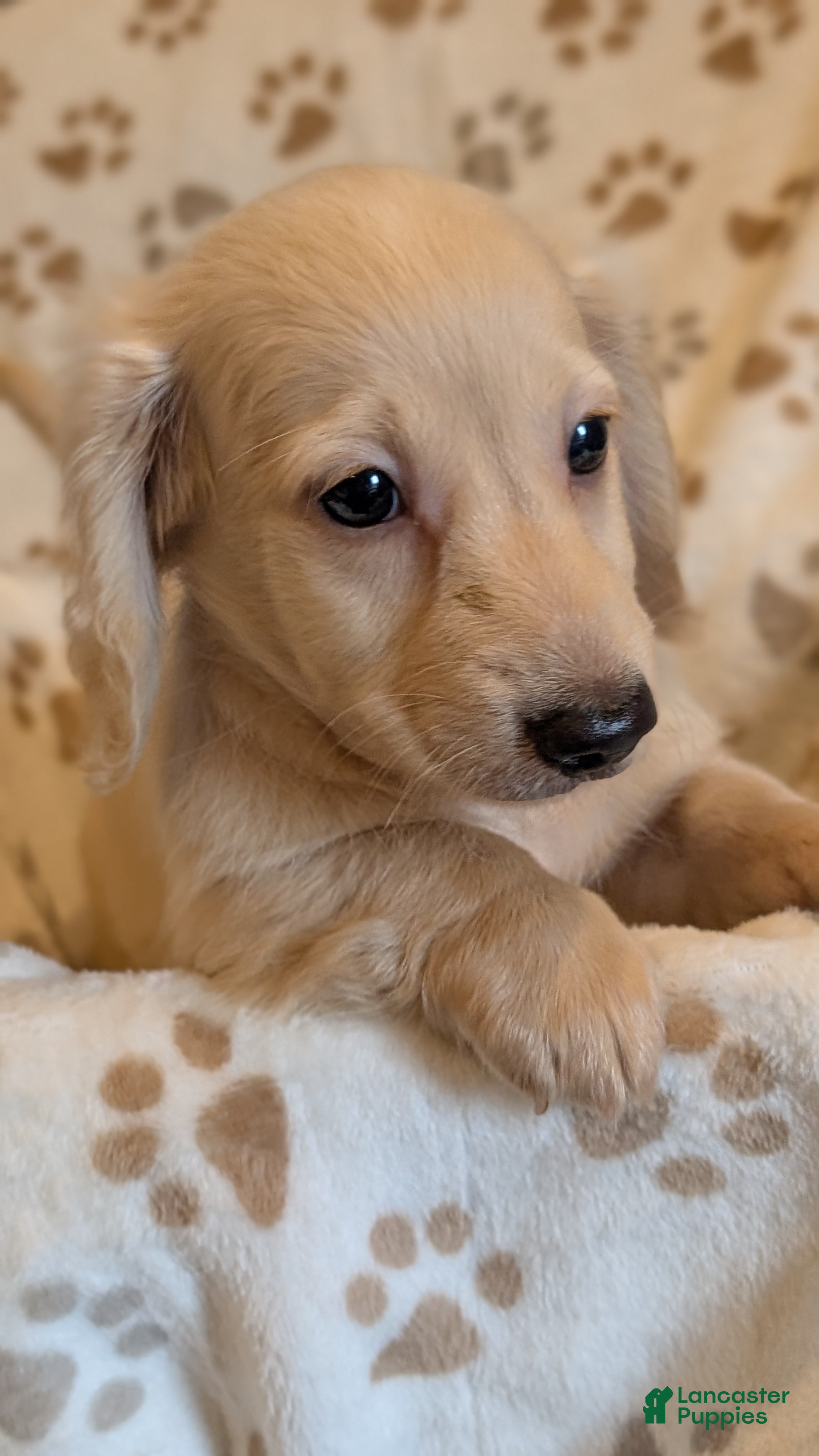 Miniature Dachshund dogs for sale: Spook tacular - Ad 1