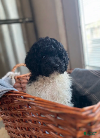 Labradoodle dogs Jones Standard - Ad 34