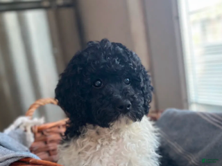 Labradoodle dogs Jones Standard - Ad 34