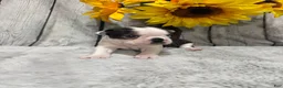Boston Terrier dogs for sale: Boston Terrier 3 - Ad 1