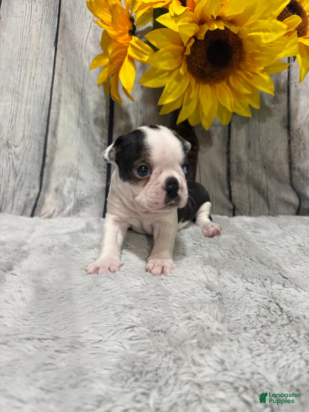 Boston Terrier dogs for sale: Boston Terrier 3 - Ad 1