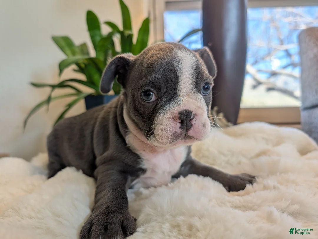 Frenchton dogs for sale: Lucky - Ad 1