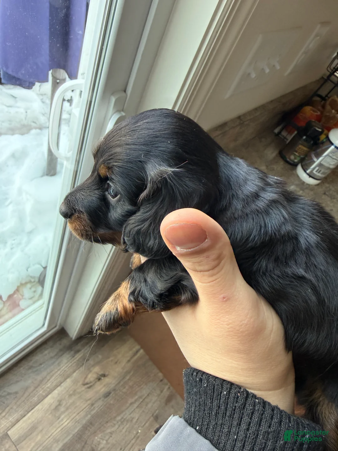 Dachshund dogs for sale: Dachshund Puppy 1 - Ad 3