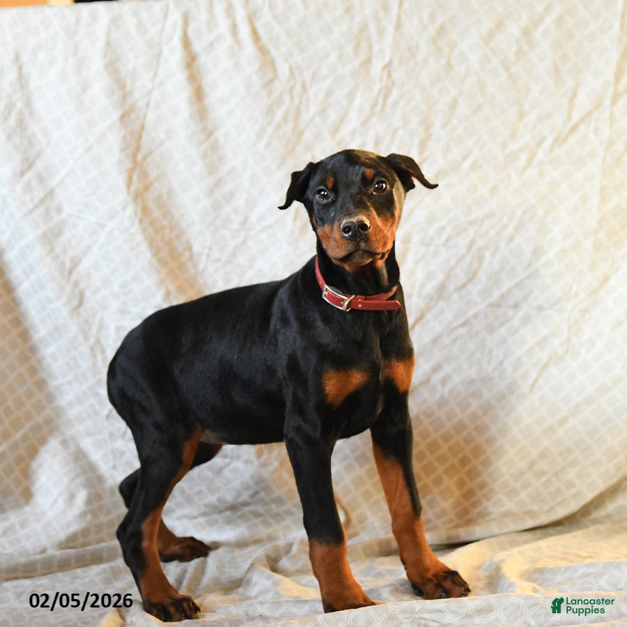Doberman Pinscher dogs Rita - Ad 2